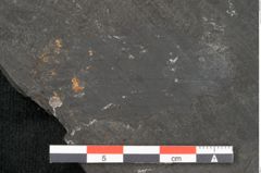 Foto (Detailansicht) von Culmites sp.  (NHMW-GEO-2024-0188-10593)